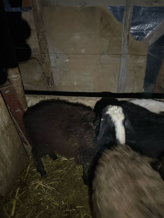 Quchqorla sotiladi 2 miliondan 4 milongacha kurib tanlab olsiz
