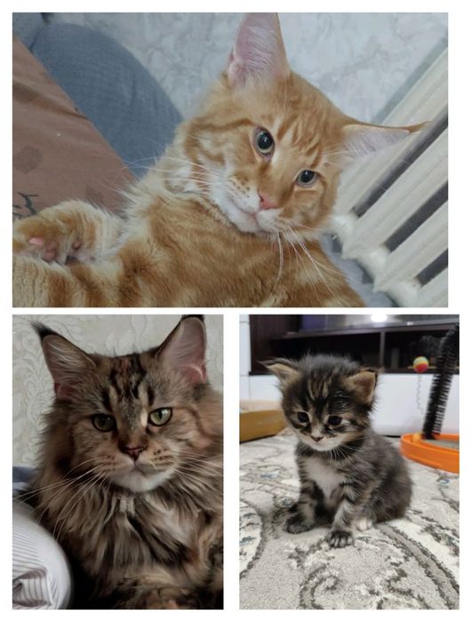 Мейн-кун, котенок