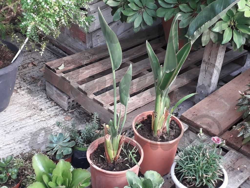 Plic 20 seminte Strelitzia reginae – Pasarea paradisului