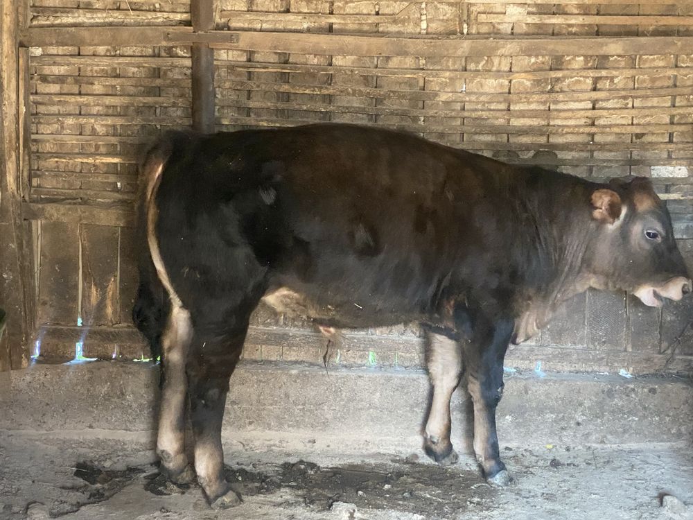 Taurasi angus 6 luni