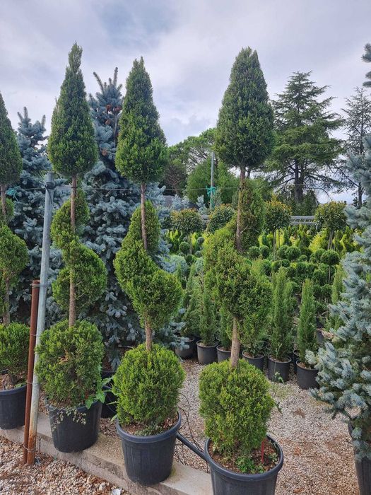 Tuia,lilandi,tei,mesteacăn,pawlonia,arțar,potinia,laur englezesc