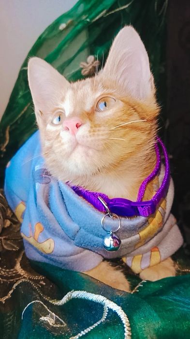 Котёнок красивый