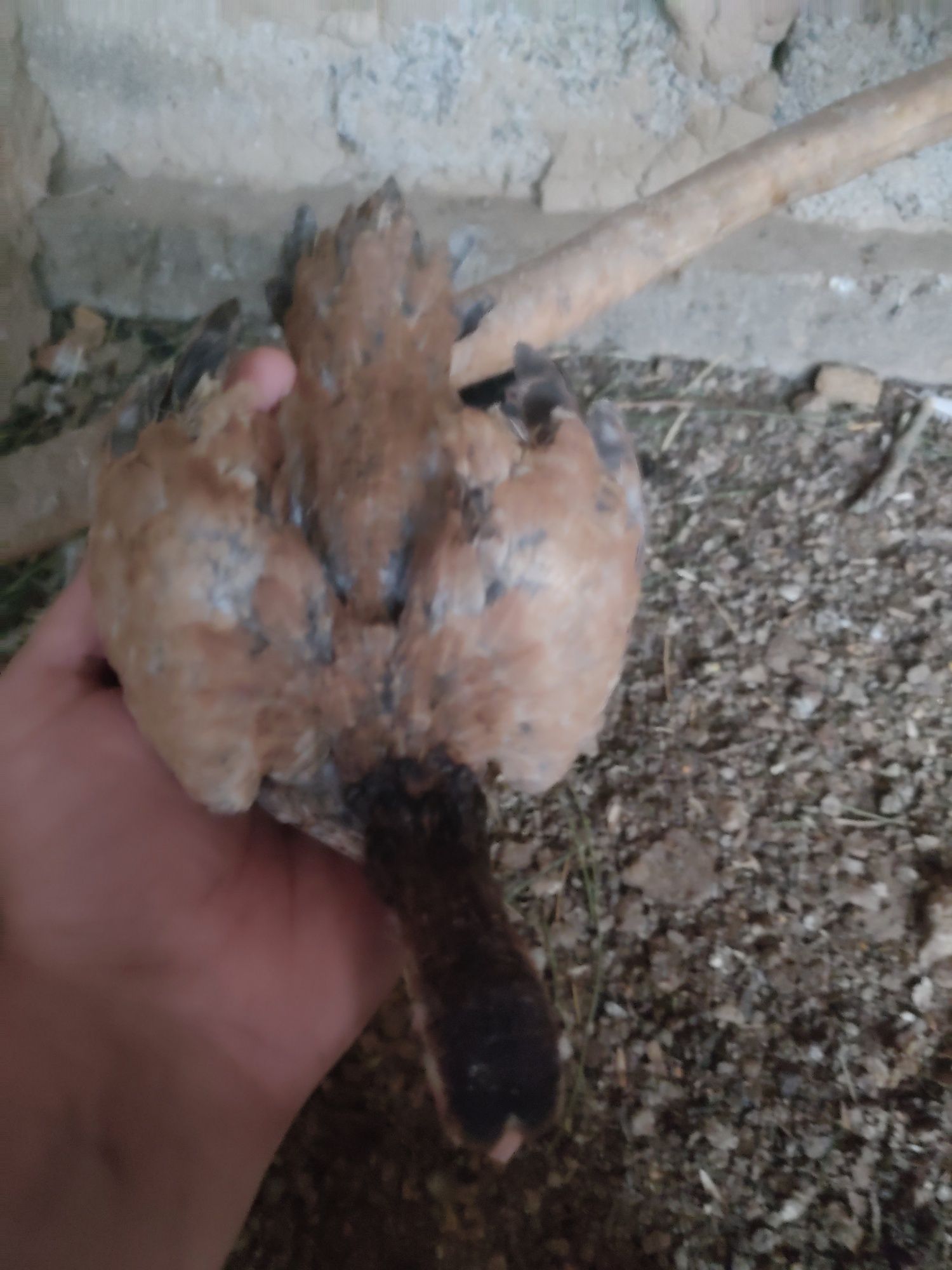 Ko shamo 2 ta kotta 6 oylik tovuq 1+1 2 oyli joʻja va bentam xoʻroz