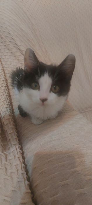 Hadyaga mushuk toshkent