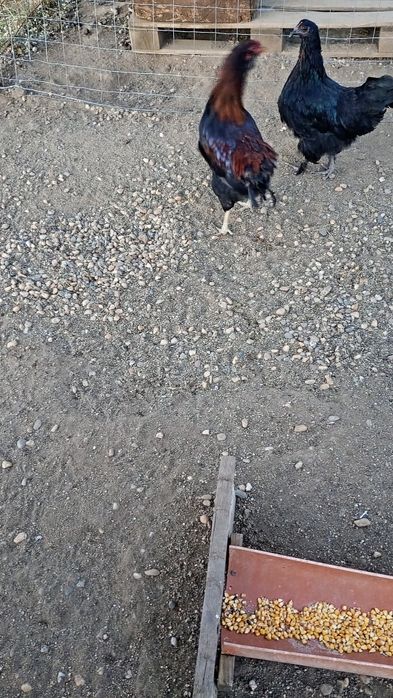 Cocoș auracuana tanar