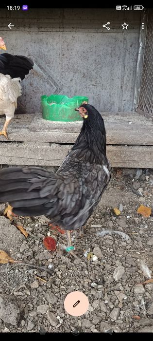 Puicuțe italiene albastru și negru