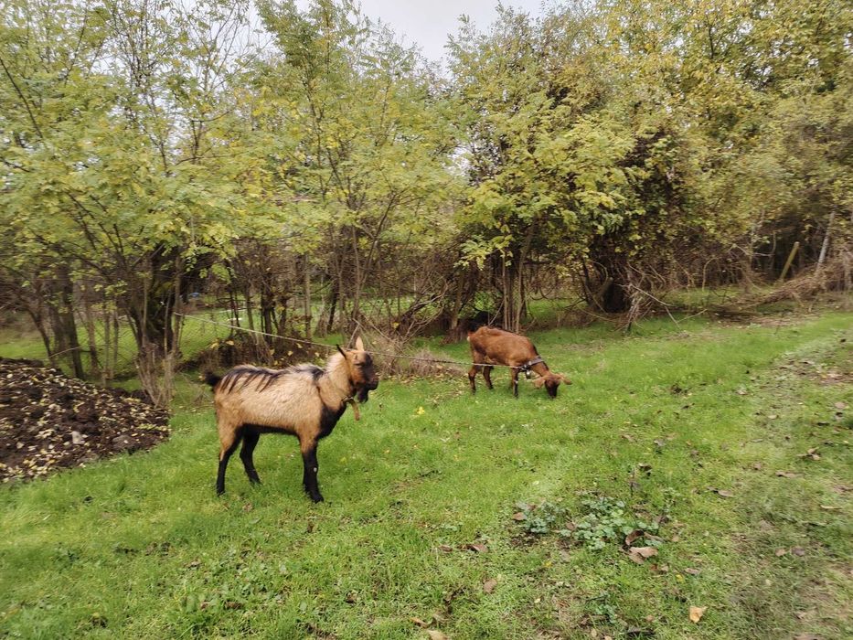 Френски алпин 1,5г