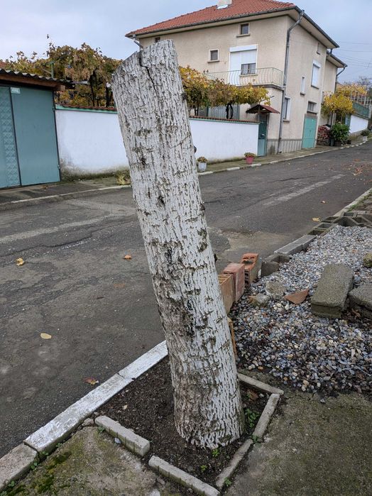 Ствол на череша и орех за дървен материал