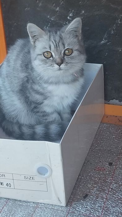 Британские котята