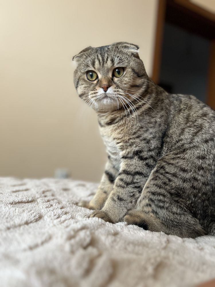 Предлагам мъжки котарак
