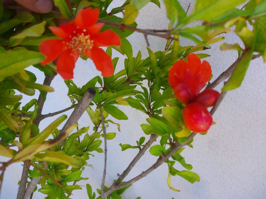 Rodii mango avocado moringa