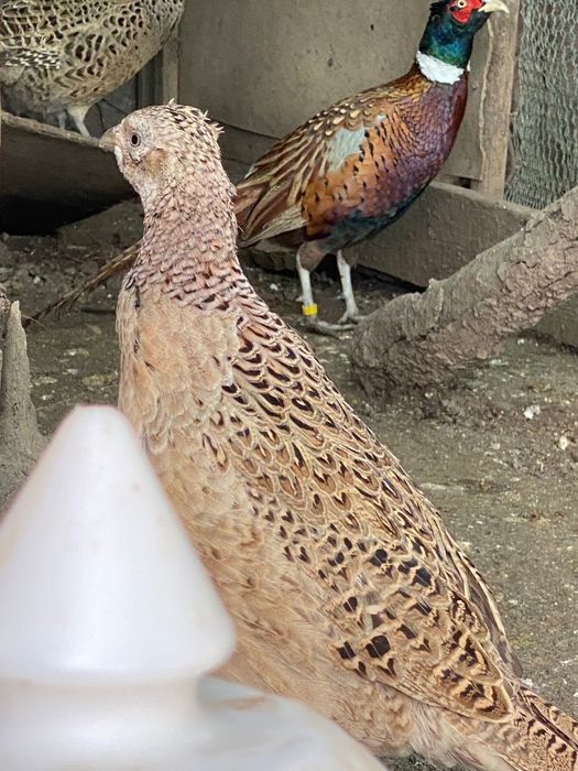 Монголски фазани ( пръстенчат фазан ) Ловен фазан