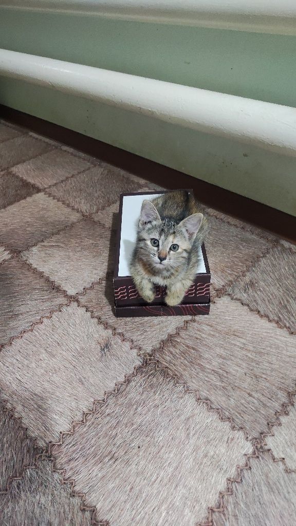 Котенок девочка Бозарык