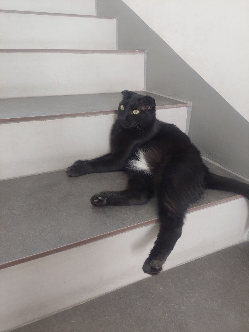 Кошка кастрированная скоттиш фолд