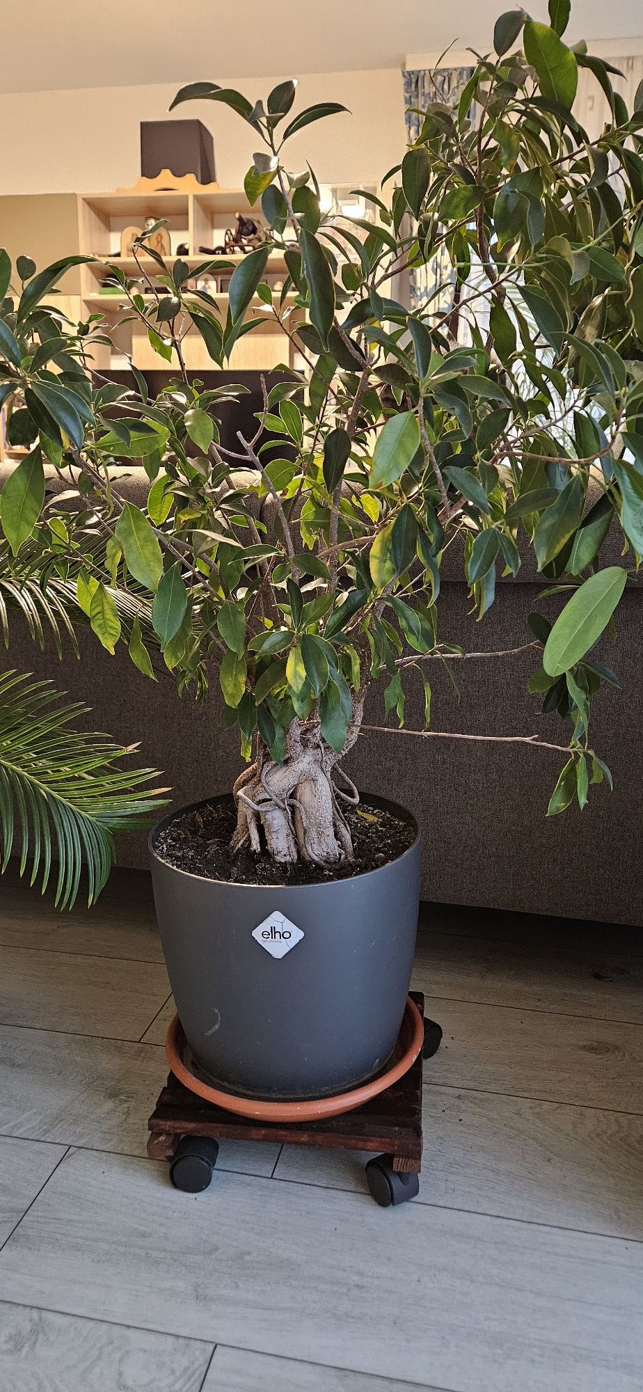 Plante ornamentale naturale