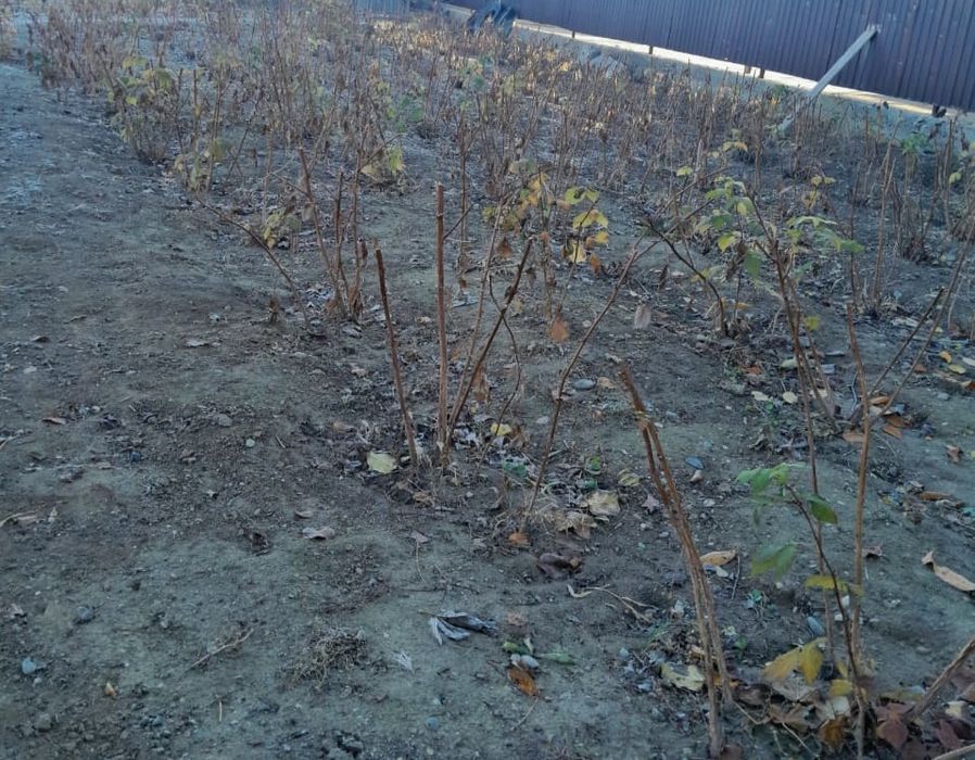 Малина " Баба лето"