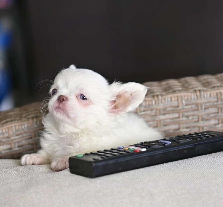 Мъжко дългокосместо мини чихуахуа