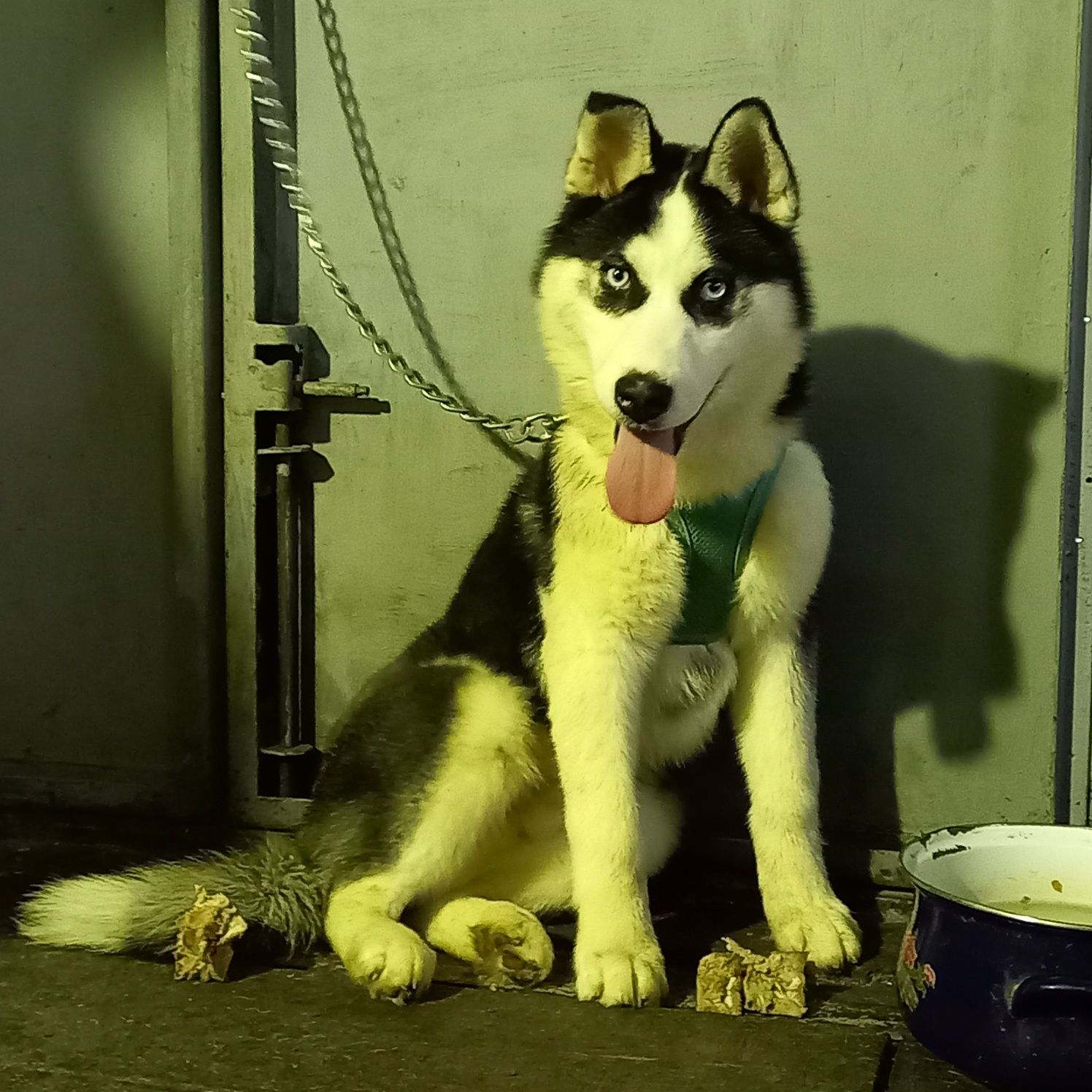 Ofer Husky Siberian