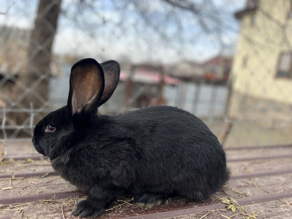 Iepuri Fluture German