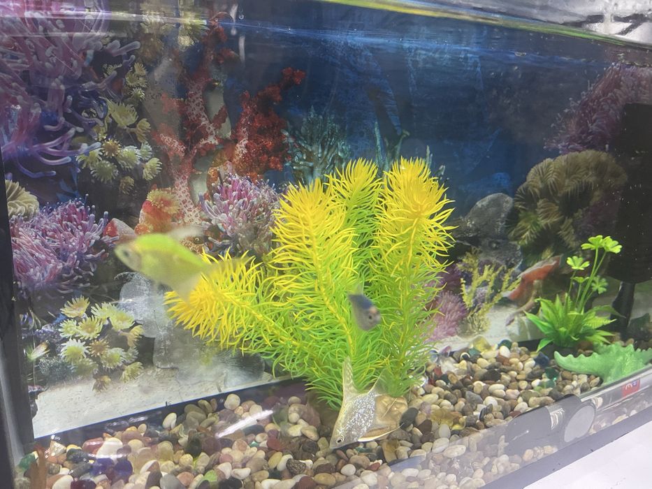 Аквариум с рыбками