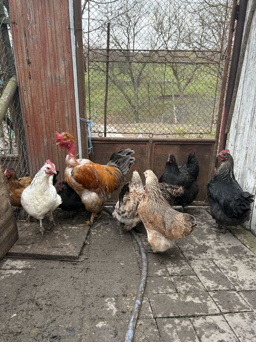 Găini de casă .
