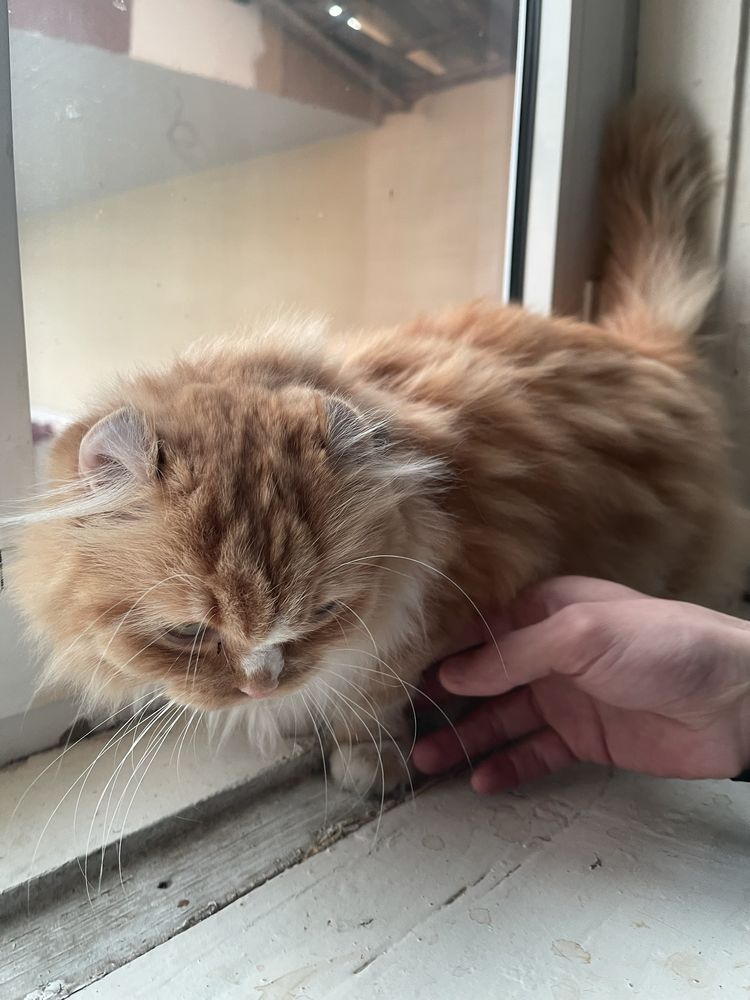 American curl juft