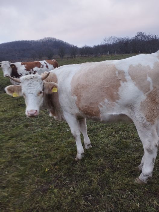 Vând juninci gestante