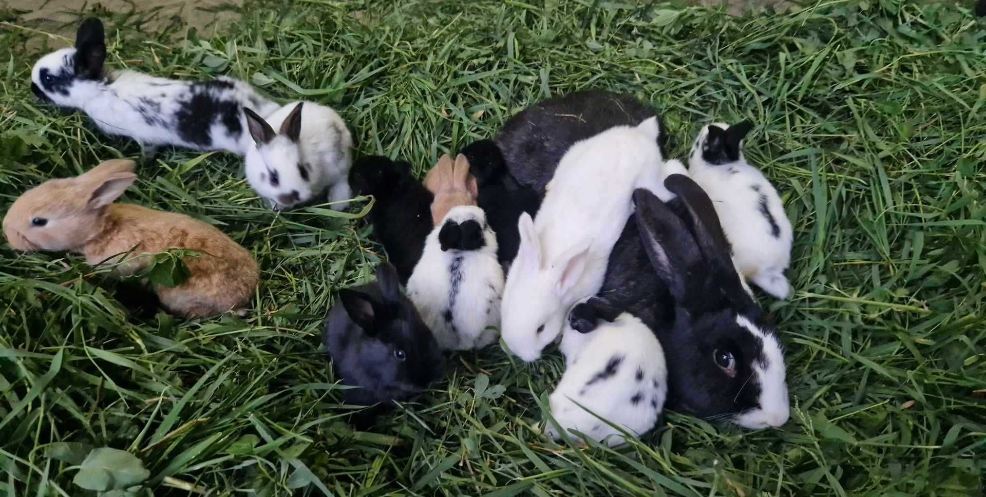 Vand iepuri de 4 săptămâni