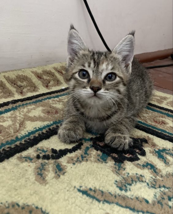 Продаётся кошки домашние бенгальская