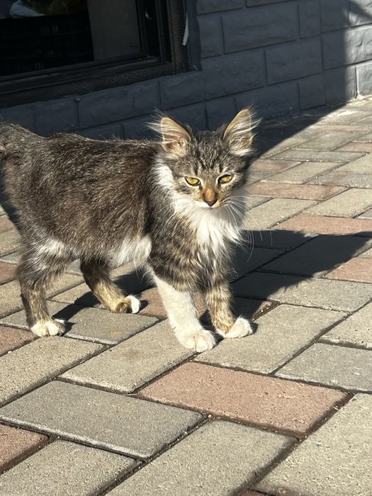 Отдам котика в добрые и заботливые руки