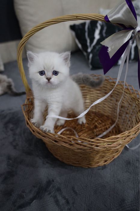 Ragdoll puiut mascul