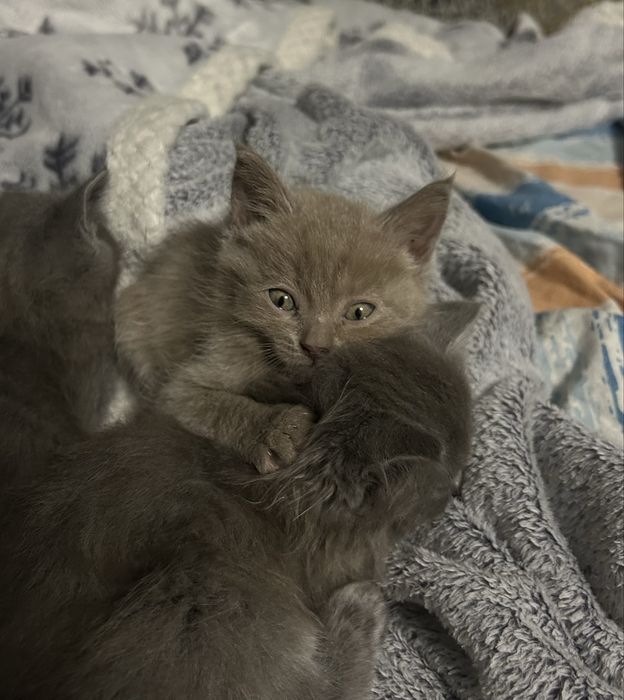 • Очаровательный котенок ищет новый дом •