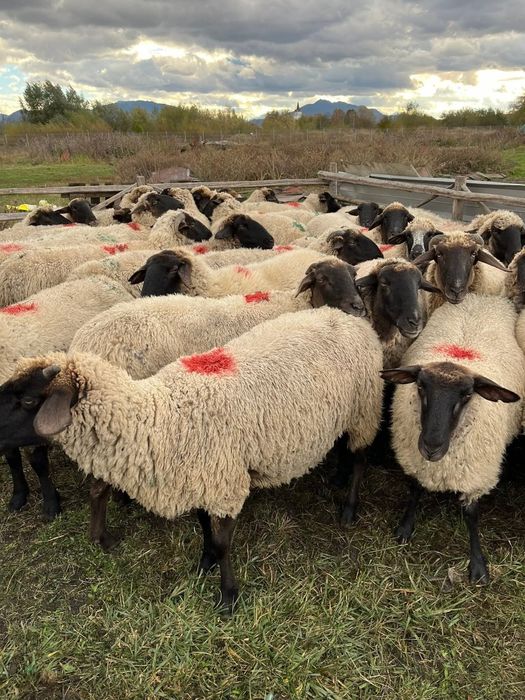 Oi gestante , montate cu suffolk