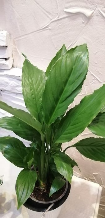 Продам сингониум