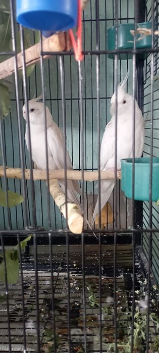 Продам шикарных, ручных, больших попугаев