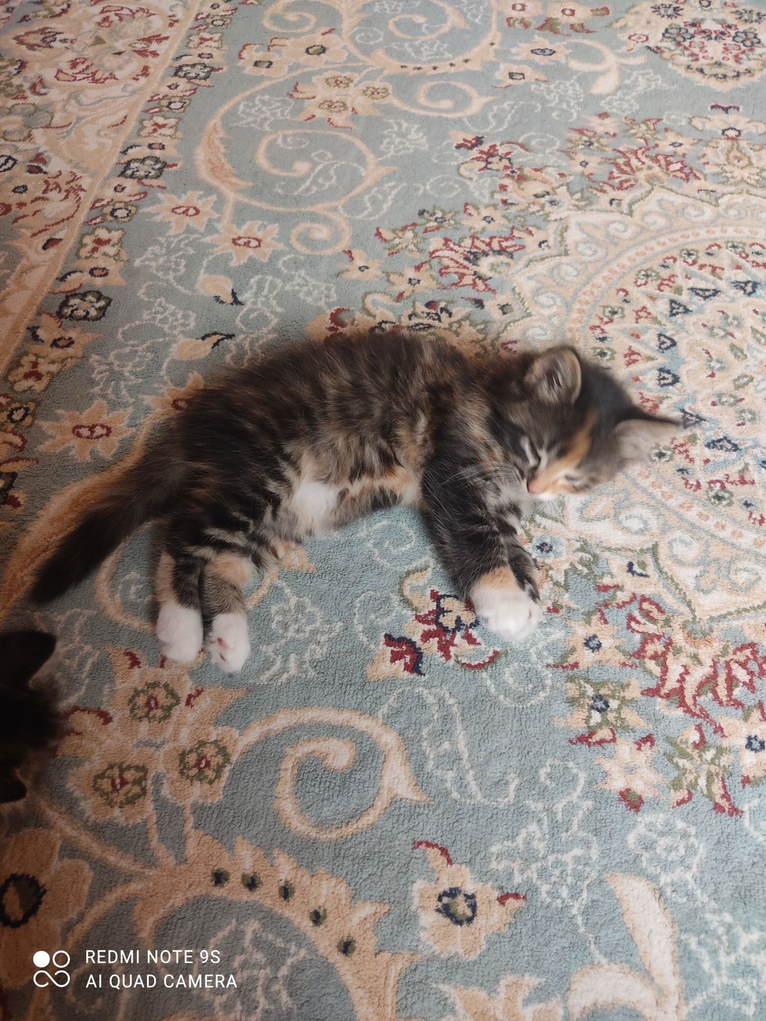 Котята в хорошие руки
