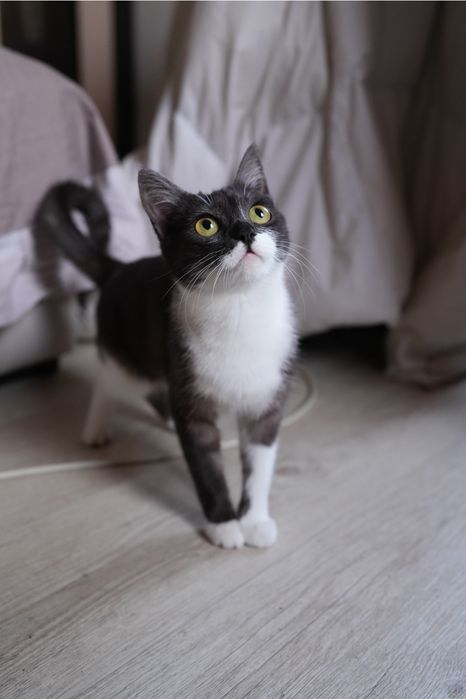 Пристраиваем котенка в хорошую семью