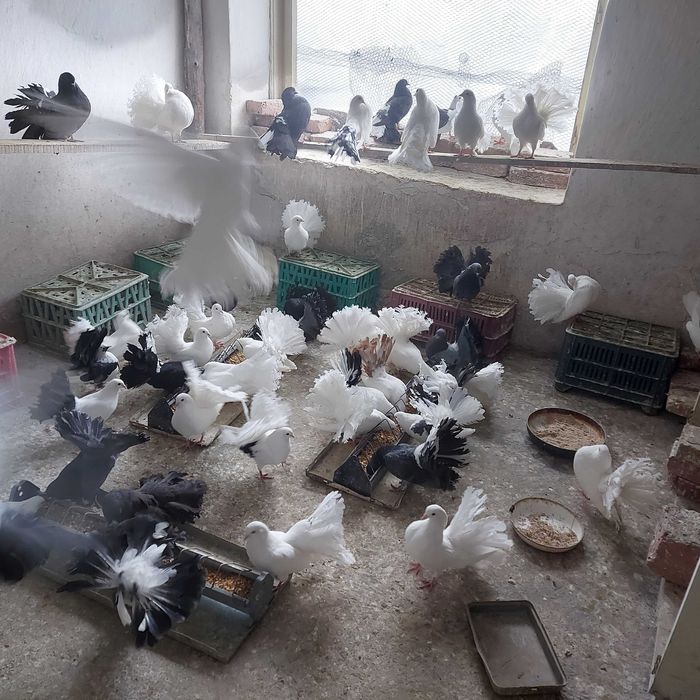 Продавам гълъби Финерлии - бели, сиви и пъстри.