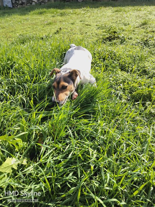 Женско Джак рьселче ваксинирано обезпаразитено с паспорт