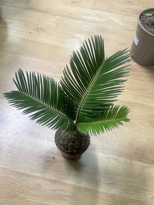 комнатные растении