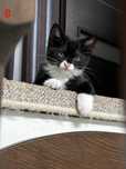 Pisicute spre adoptie