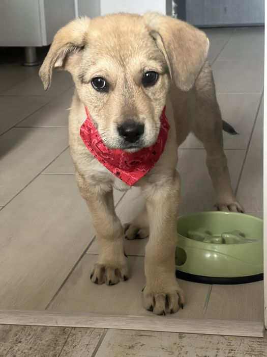 Cățel spre adoptie