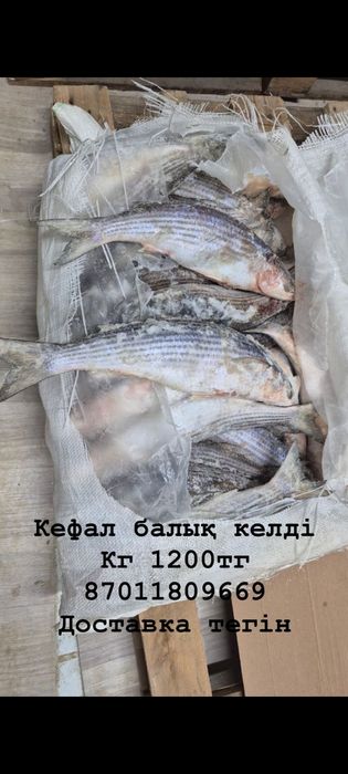 Кефал балык окарачка