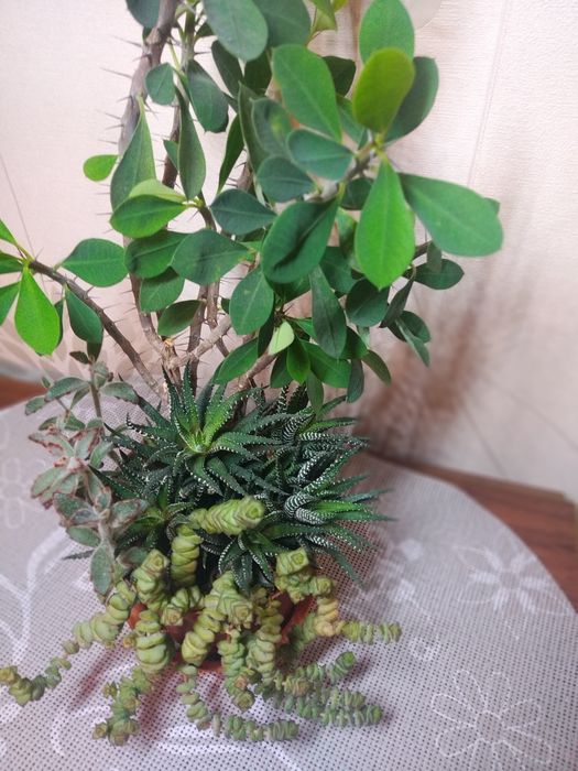 Комнатные растения. Продам излишки