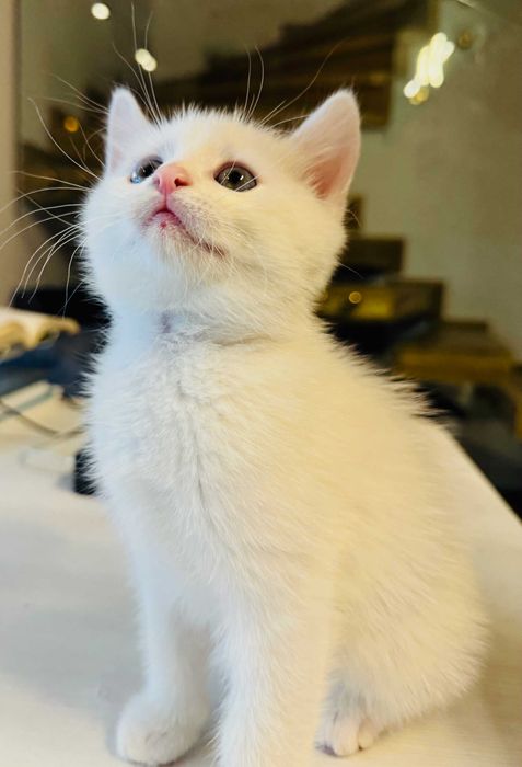 White Persian Angora Kitten 7-Weeks Old - White Pisicuță Angora