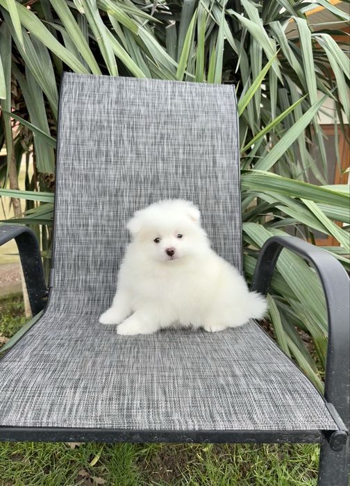 Померан момче със втора ваксина. Померанче