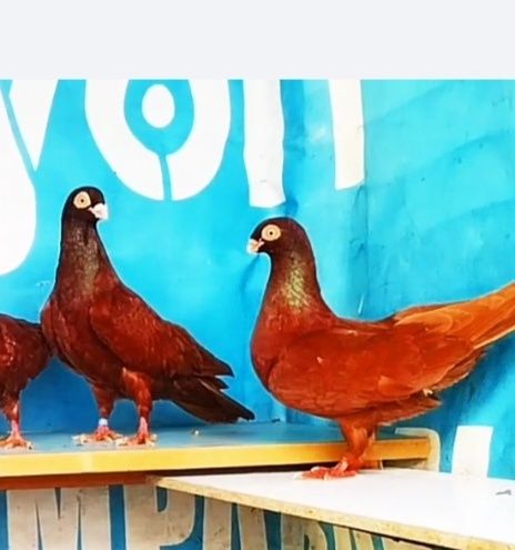 jucatori de galati cu joc și zbor