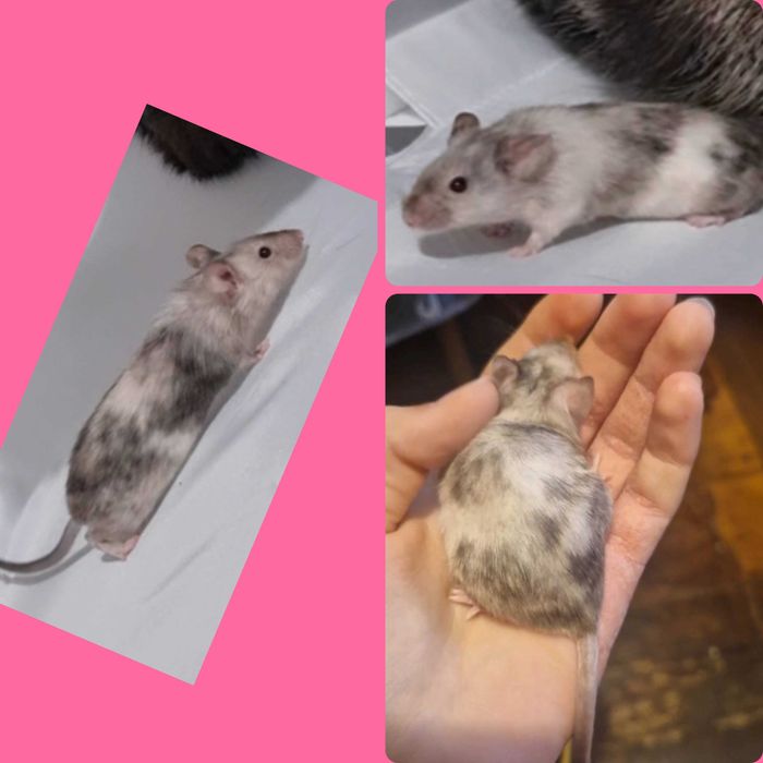 Домашня мишка с клетка ще подаря