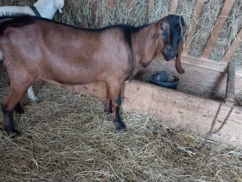 Vand tap anglonubian