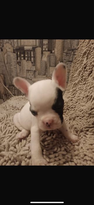 Французик девочка